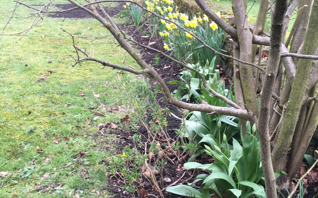 Gardeners Blog 19th March 2021